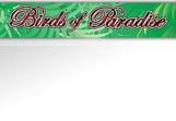 Birds-of-Paradise-Slots-1